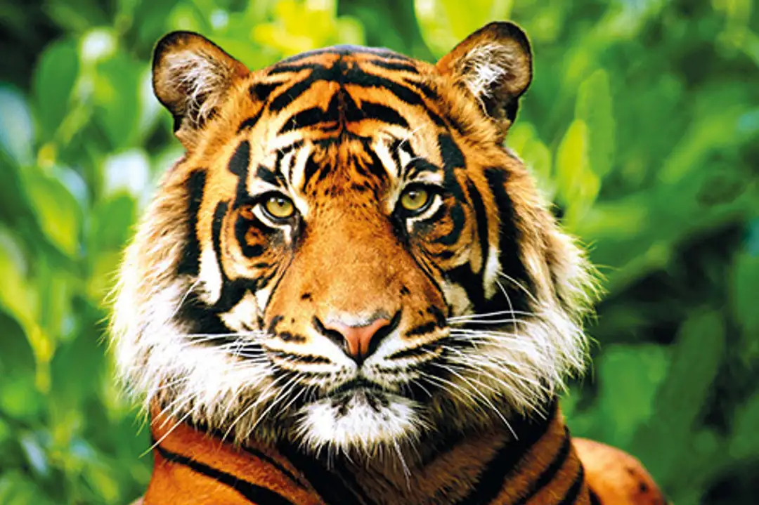 ARTIS