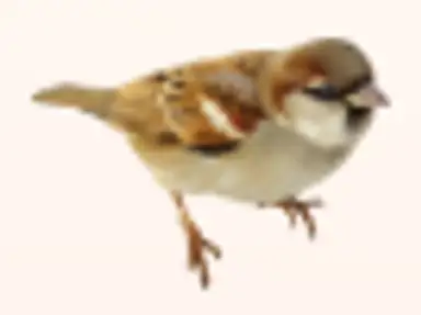 Het huisje achter in de tuin
