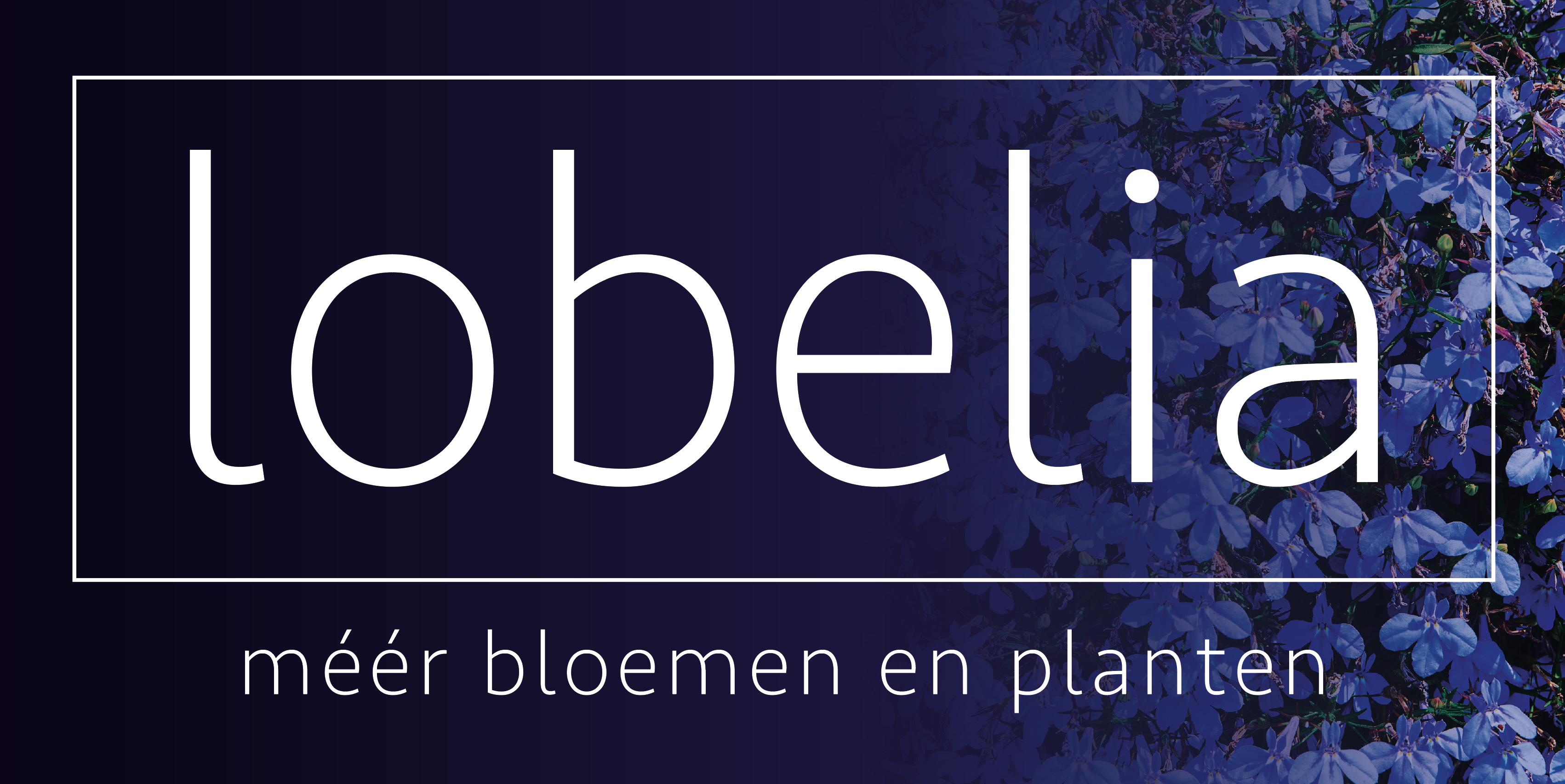 Bloemenhuis Lobelia