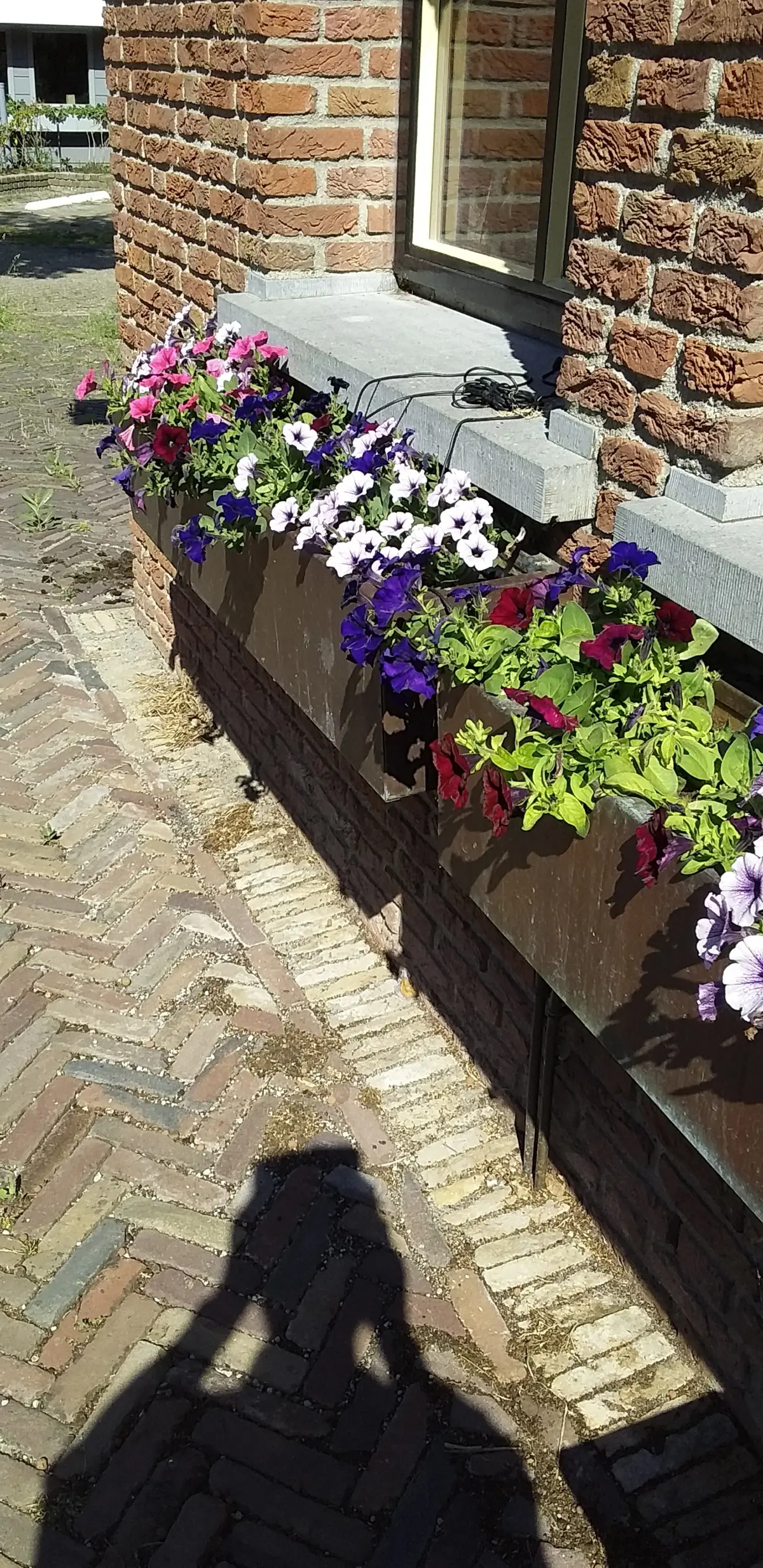 Brasserie Rijk der Vitaminen