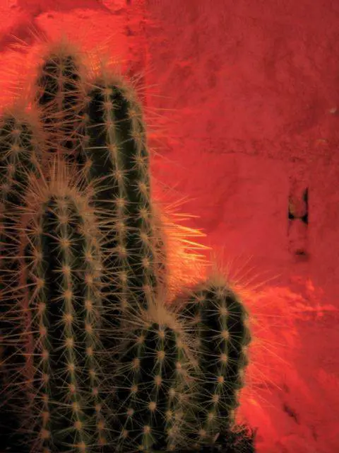 Restaurant Caramba logo