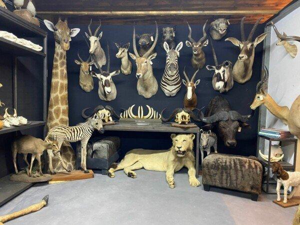 Sam's Skins Antlers & More