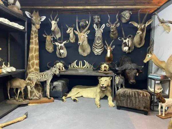 Sam's Skins Antlers & More